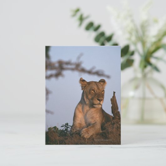 Lion 4 briefkaart (Staand voorkant)