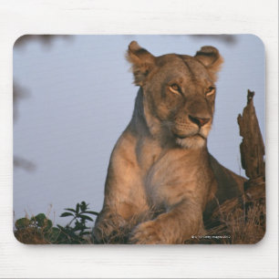 Lion 4 muismat