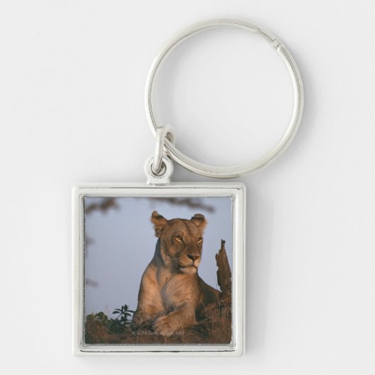 Lion 4 sleutelhanger (Voorkant)