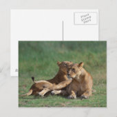 Lion 5 briefkaart (Voorkant / Achterkant)