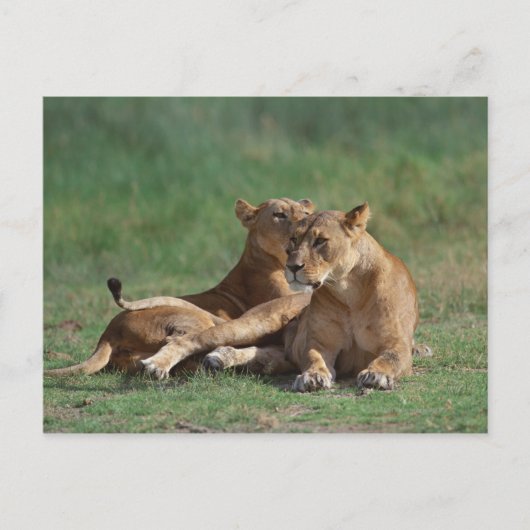 Lion 5 briefkaart (Voorkant)
