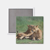 Lion 5 magneet (Voorkant / Achterkant)