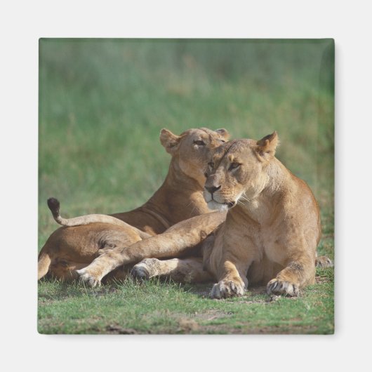 Lion 5 magneet (Voorkant)