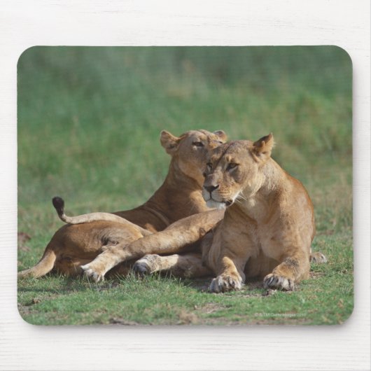Lion 5 muismat (Voorkant)