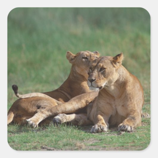 Lion 5 vierkante sticker (Voorkant)