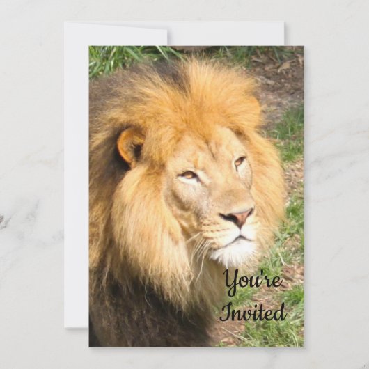 Lion 6918 Verjaardag Uitnodiging (Voorkant)