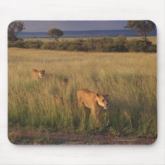 Lion 6 muismat (Voorkant)