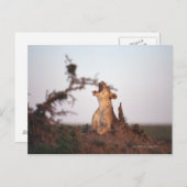 Lion 7 briefkaart (Voorkant / Achterkant)