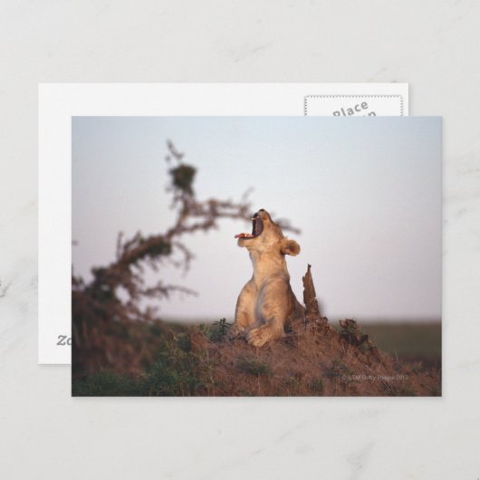 Lion 7 briefkaart (Voorkant / Achterkant)