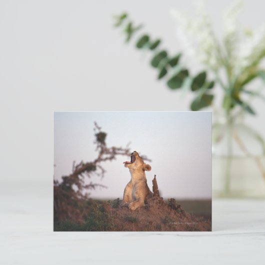 Lion 7 briefkaart (Staand voorkant)