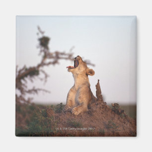 Lion 7 magneet