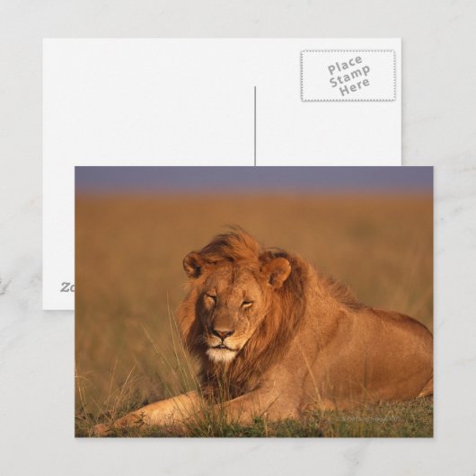 Lion 8 briefkaart (Voorkant / Achterkant)