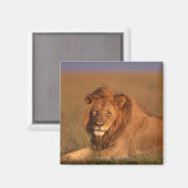 Lion 8 magneet (Voorkant / Achterkant)