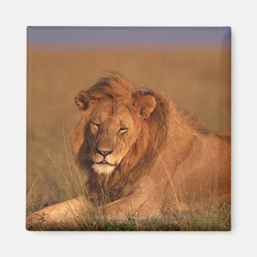 Lion 8 magneet (Voorkant)
