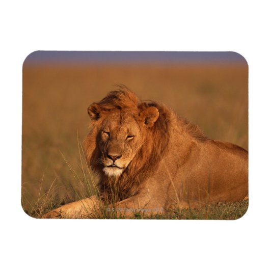 Lion 8 magneet (Horizontaal)