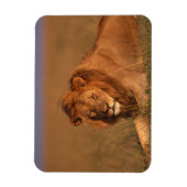 Lion 8 magneet (Verticaal)