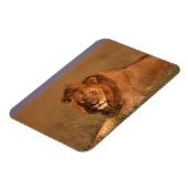 Lion 8 magneet (Linkerzijde)