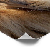 Lion Afbeeldingen afdrukken Poster (Hoek)