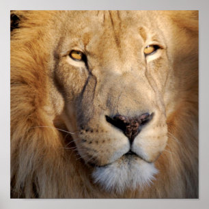 Lion Afbeeldingen afdrukken Poster