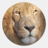 Lion Afbeeldingen Sticker (Voorkant)