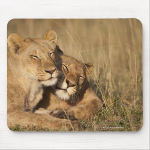 Lion Afrika, Kenia, Masai Mara-wildreservaat Muismat