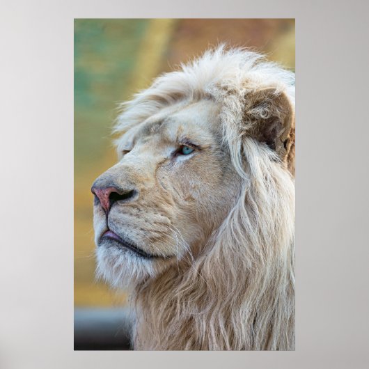 Lion Animal Wall Poster (Voorkant)