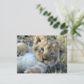 Lion Baby Briefkaart (Staand voorkant)
