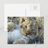 Lion Baby Briefkaart (Voorkant / Achterkant)