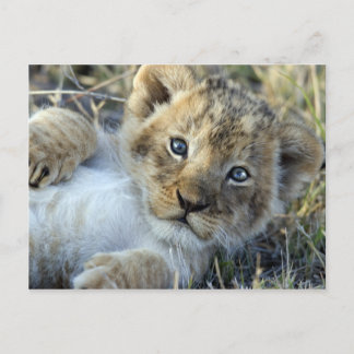 Lion Baby Briefkaart