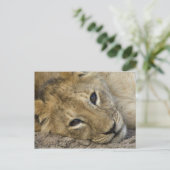 Lion Baby Briefkaart (Staand voorkant)