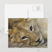 Lion Baby Briefkaart (Voorkant / Achterkant)