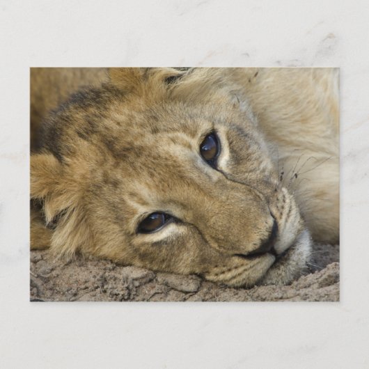 Lion Baby Briefkaart (Voorkant)