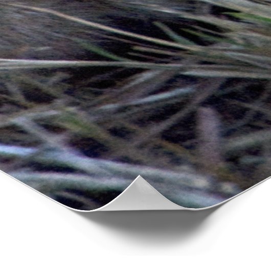 Lion Baby Poster (Hoek)