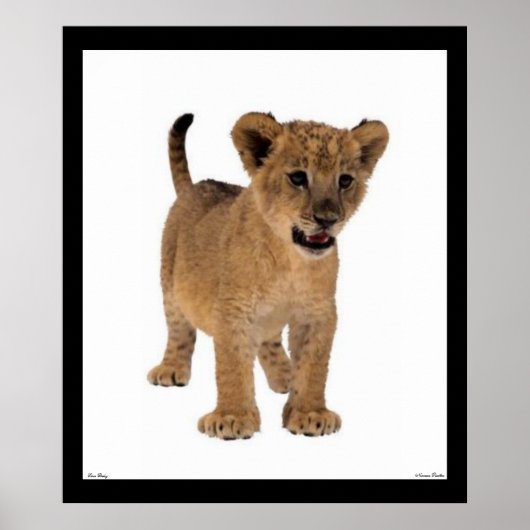 Lion Baby Poster (Voorkant)