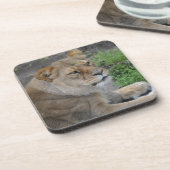 Lion Bier Onderzetter (Linkerzijde)