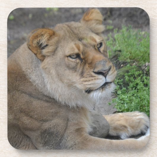 Lion Bier Onderzetter (Voorkant)