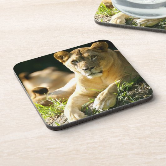 Lion Bier Onderzetter (Linkerzijde)