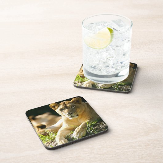 Lion Bier Onderzetter (Rechterzijde)