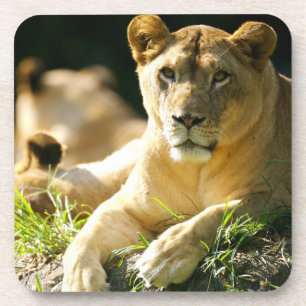 Lion Bier Onderzetter