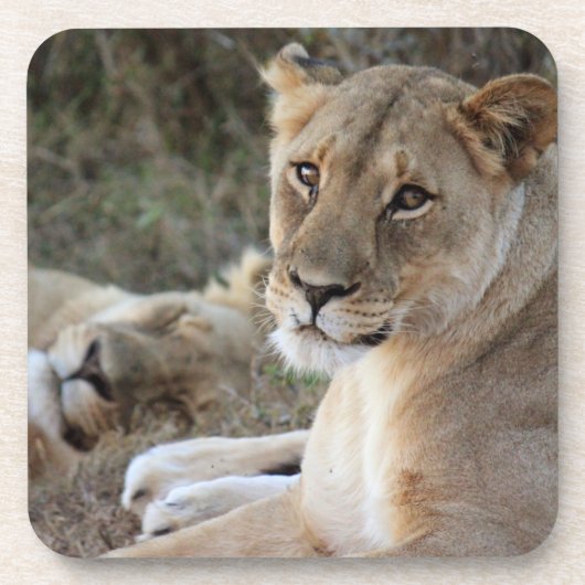Lion Bier Onderzetter (Voorkant)