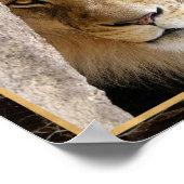 Lion Big Cat Photo Afbeelding Print Poster (Hoek)
