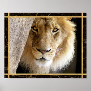 Lion Big Cat Photo Afbeelding Print Poster