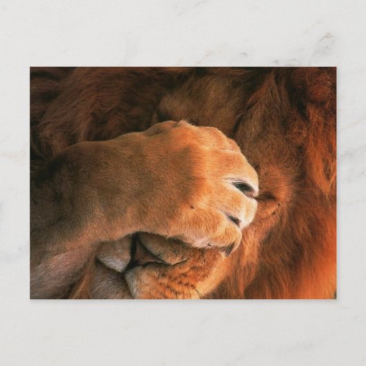 Lion Briefkaart (Voorkant)