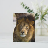 Lion Briefkaart (Staand voorkant)