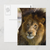 Lion Briefkaart (Voorkant / Achterkant)