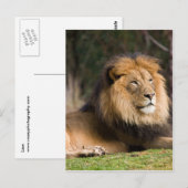 Lion Briefkaart (Voorkant / Achterkant)