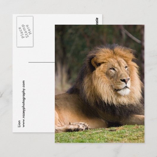 Lion Briefkaart (Voorkant / Achterkant)
