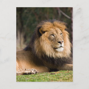 Lion Briefkaart