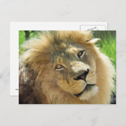 Lion Briefkaart (Voorkant / Achterkant)