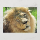 Lion Briefkaart (Voorkant)